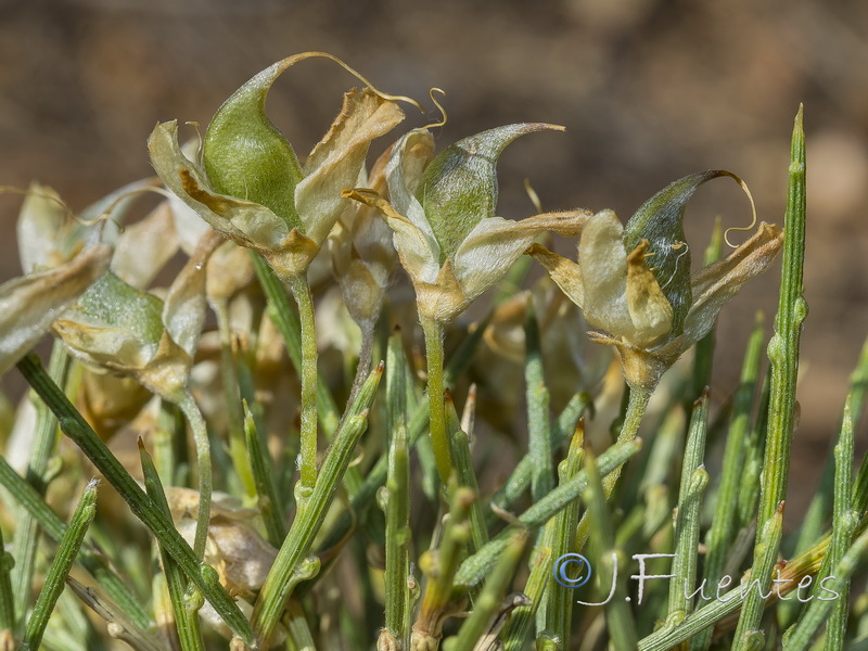 Genista longipes viciosoi.20