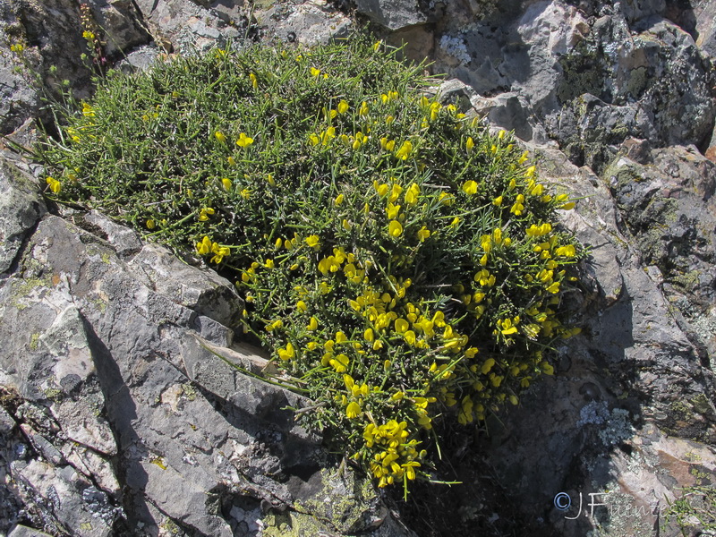 Genista polyanthos.01