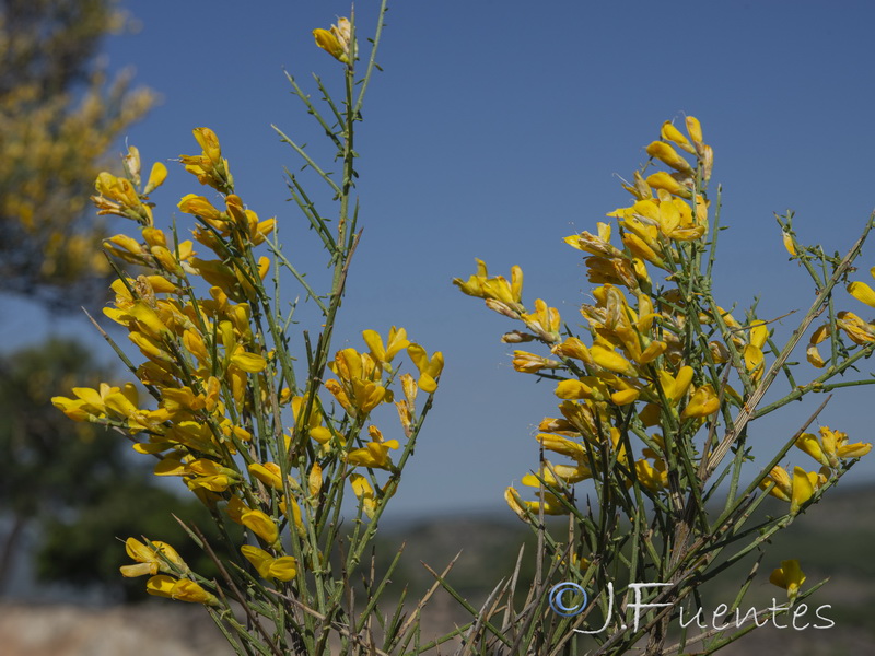 Genista polyanthos.10