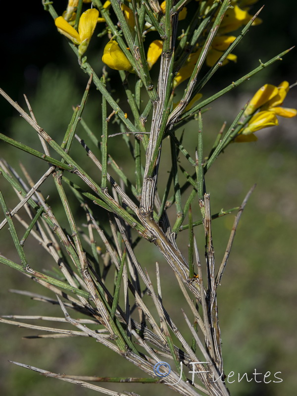 Genista polyanthos.12