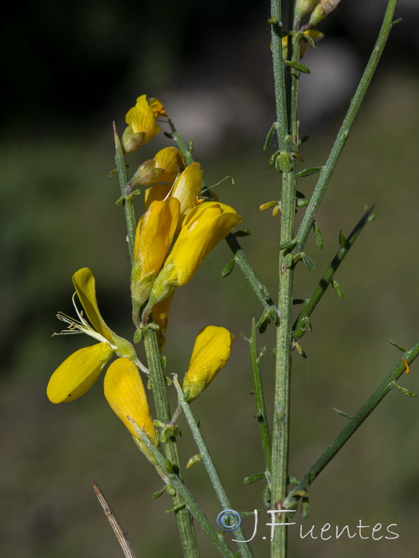 Genista polyanthos.13