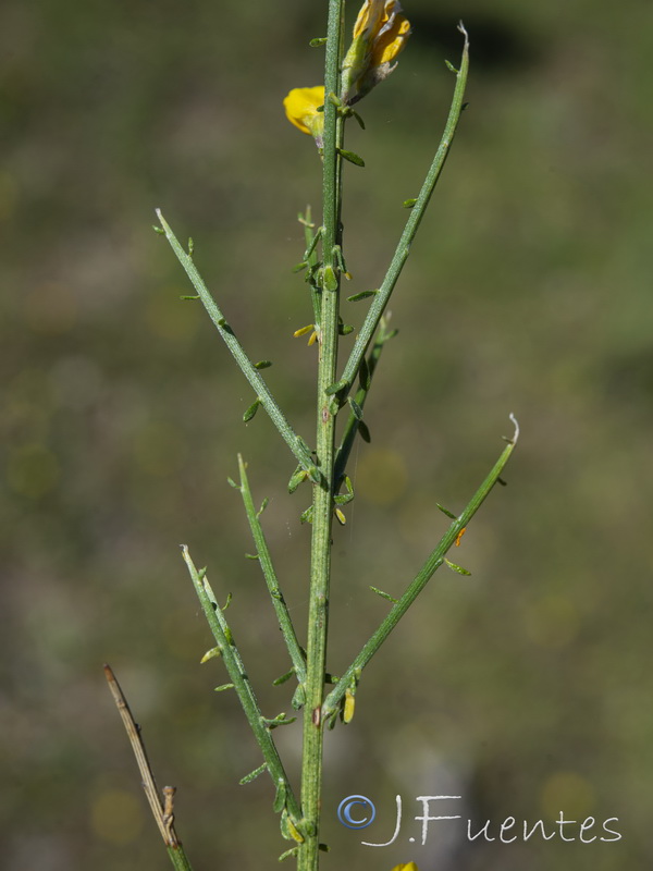 Genista polyanthos.04