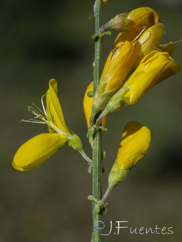 Genista polyanthos.05