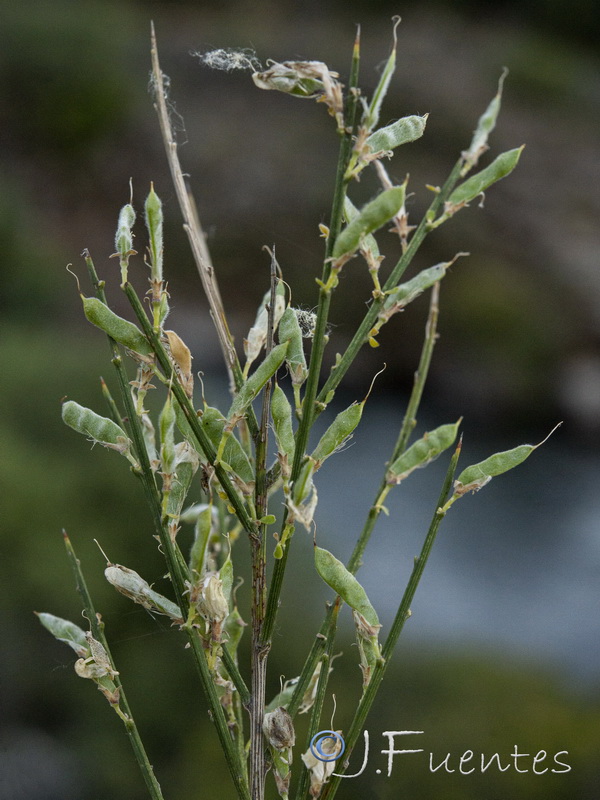 Genista polyanthos.16