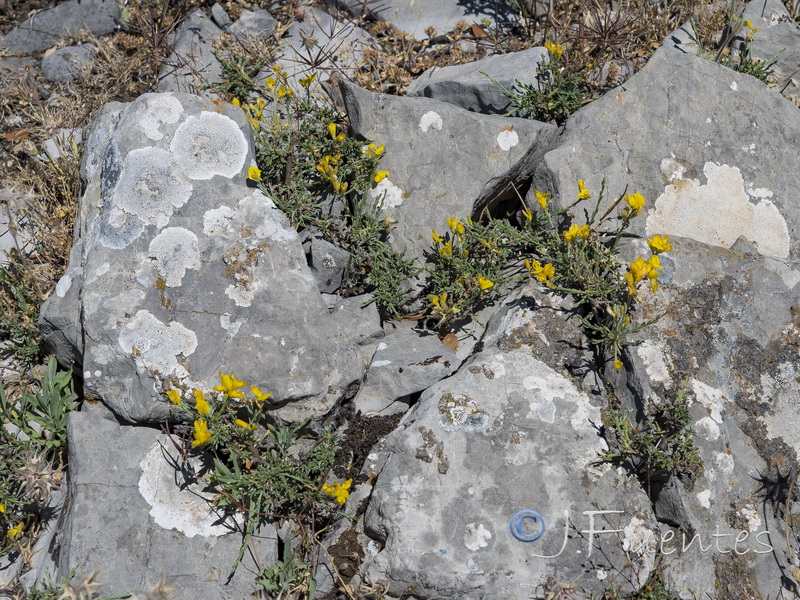 Genista pseudopilosa.05