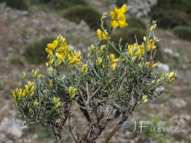 Genista pseudopilosa.06