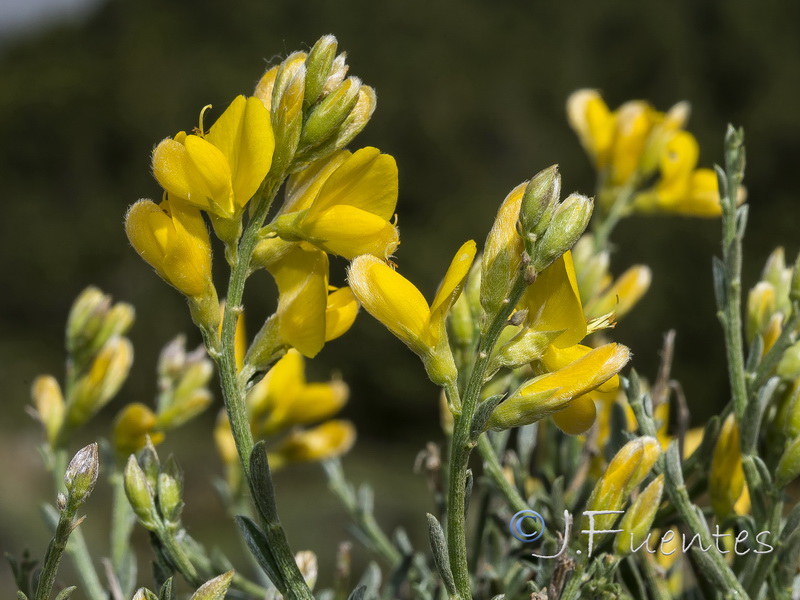 Genista pseudopilosa.07