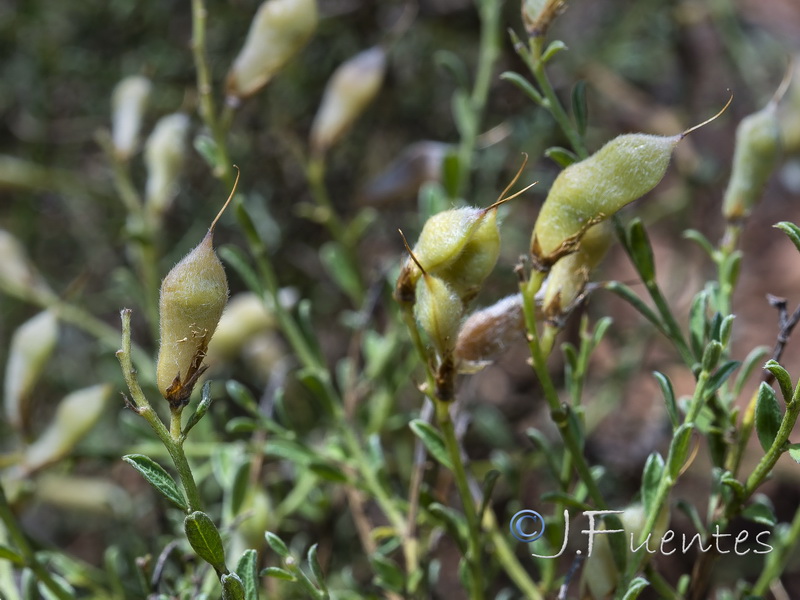 Genista pseudopilosa.08