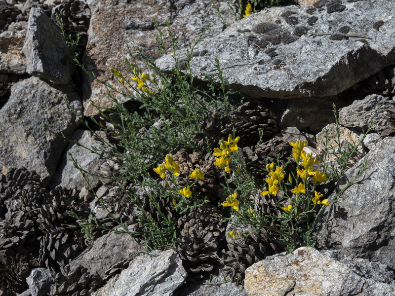 Genista pseudopilosa.01
