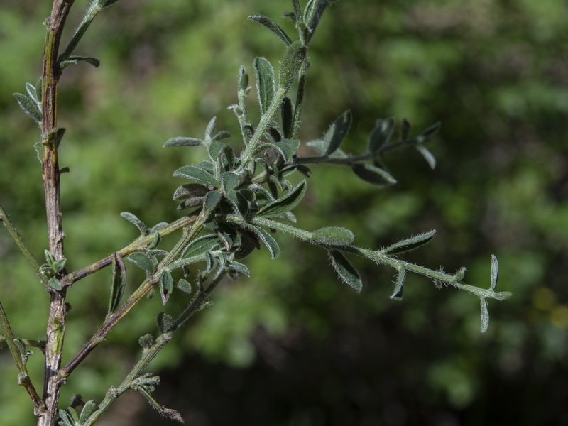 Genista pseudopilosa.02