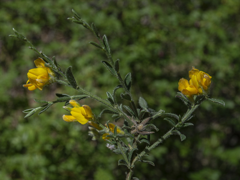 Genista pseudopilosa.12