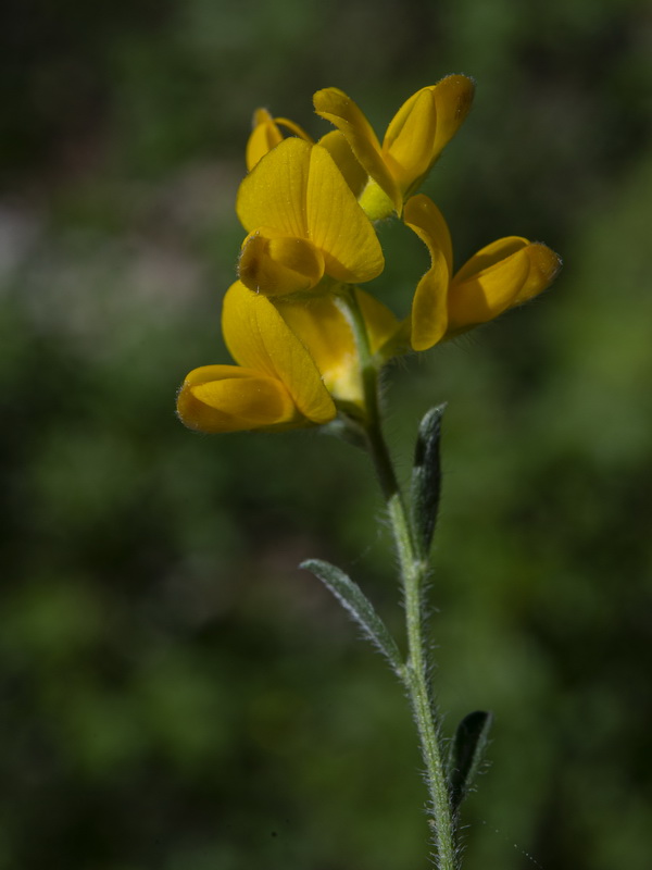 Genista pseudopilosa.14