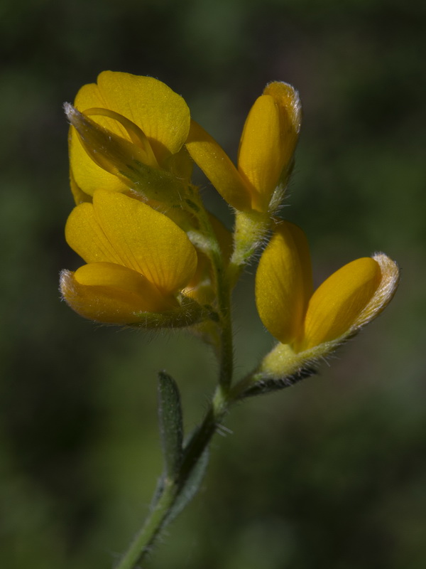 Genista pseudopilosa.15