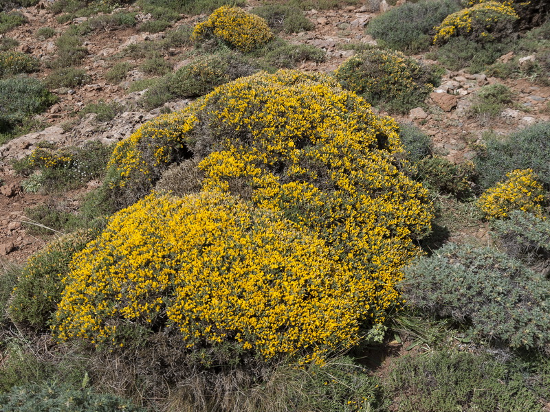 Genista pumila pumila.03