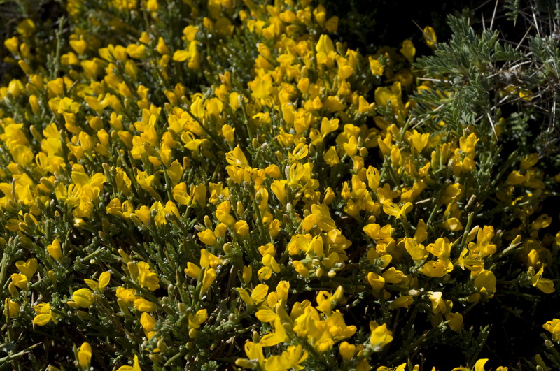 Genista pumila pumila.04