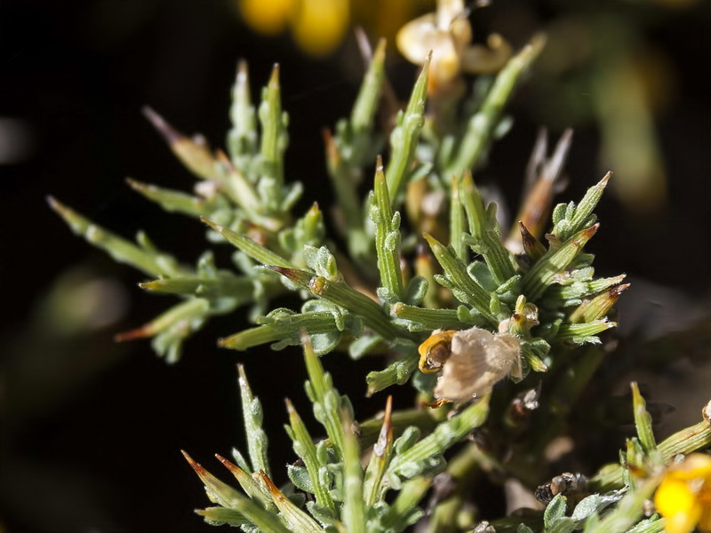 Genista pumila pumila.05