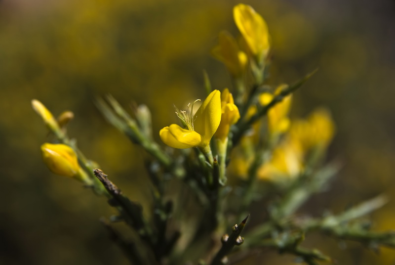 Genista pumila pumila.07