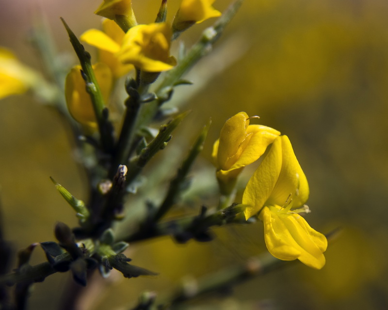 Genista pumila pumila.08