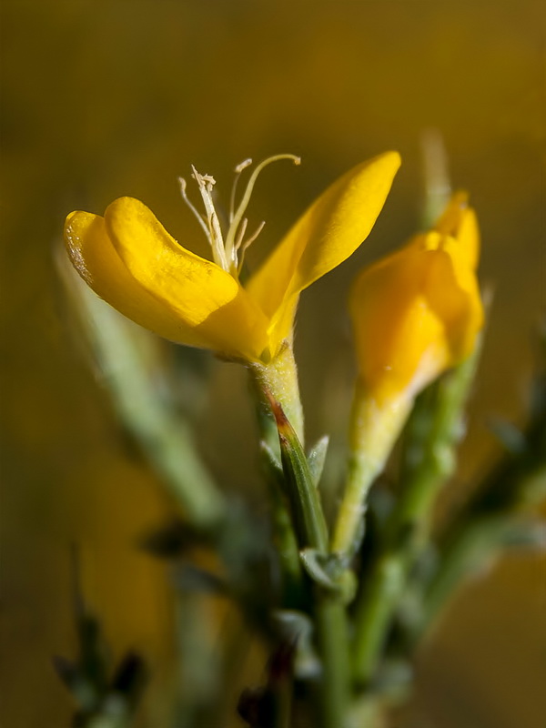 Genista pumila pumila.09