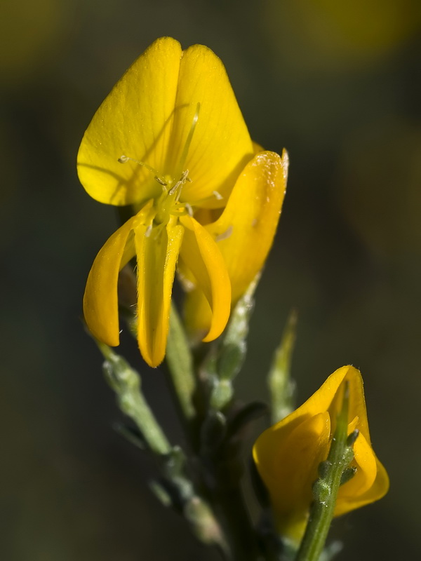 Genista pumila pumila.10