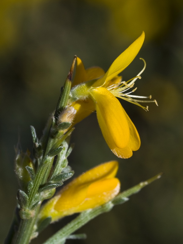 Genista pumila pumila.13