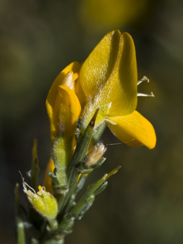 Genista pumila pumila.14