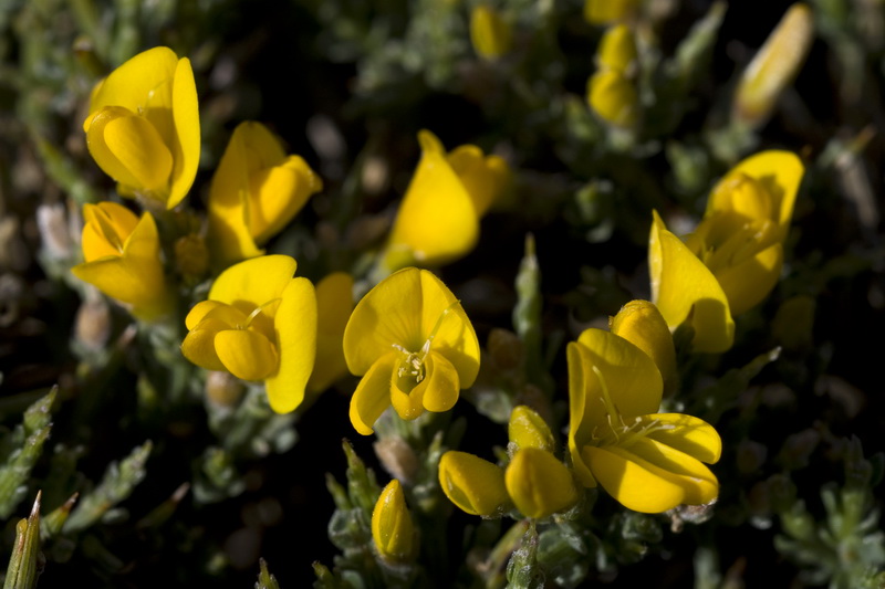 Genista pumila pumila.15