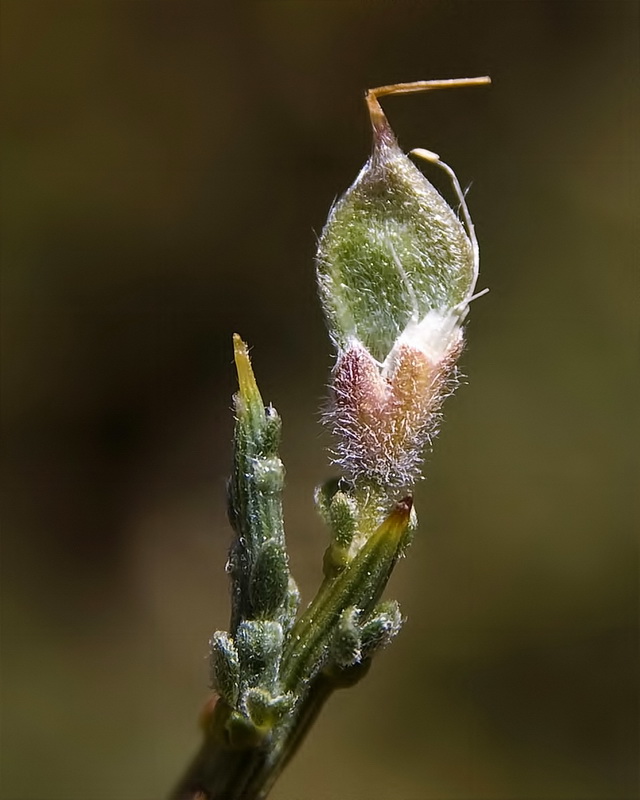 Genista pumila pumila.19