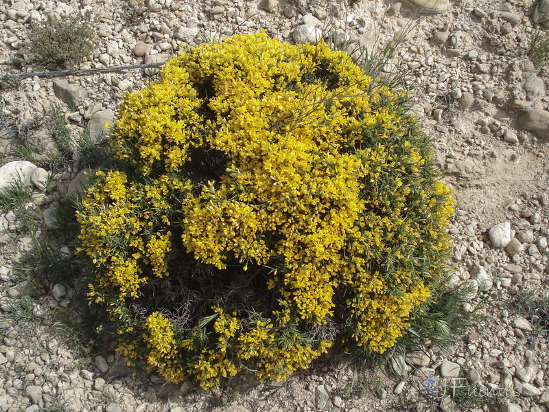 Genista pumila pumila.20