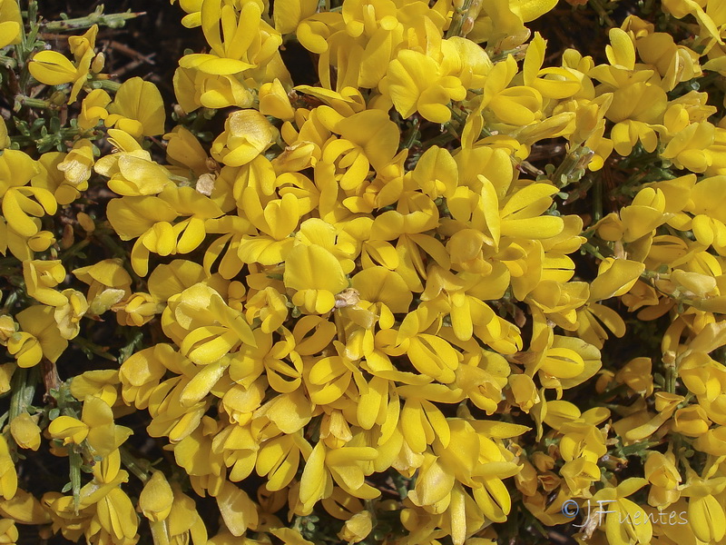 Genista pumila pumila.21