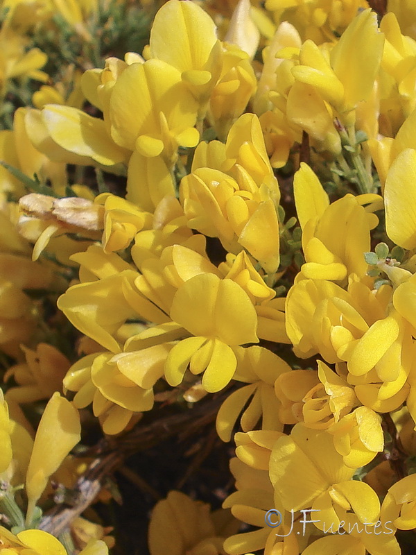 Genista pumila pumila.22