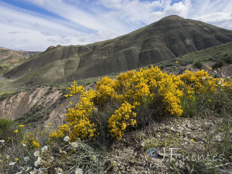 Genista pumila pumila.24