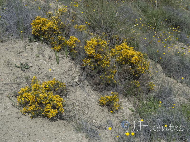 Genista pumila pumila.25