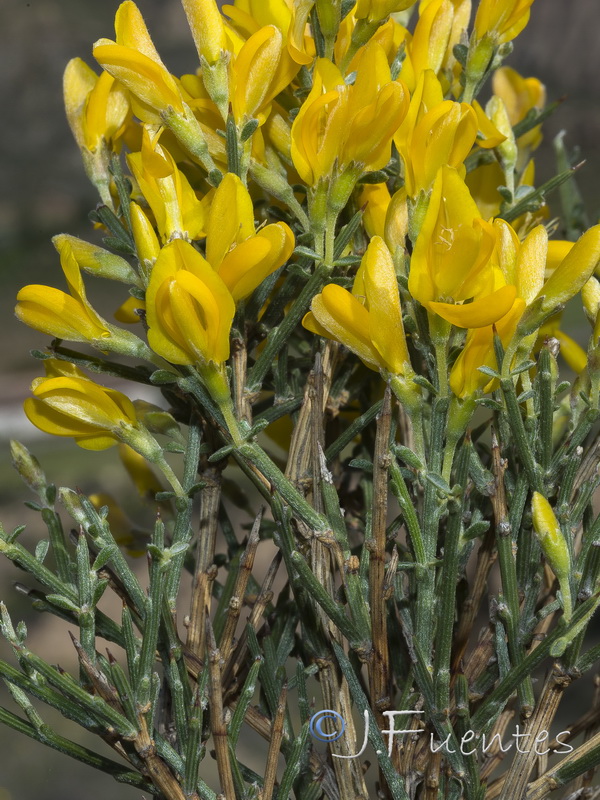 Genista pumila pumila.27