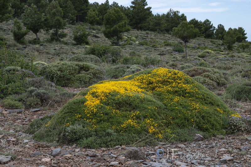 Genista pumila pumila.01