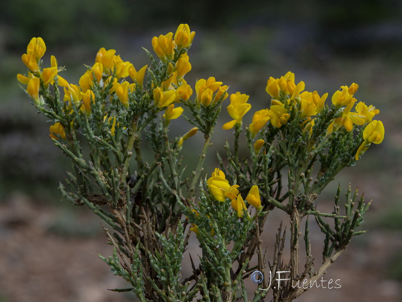 Genista pumila pumila.32