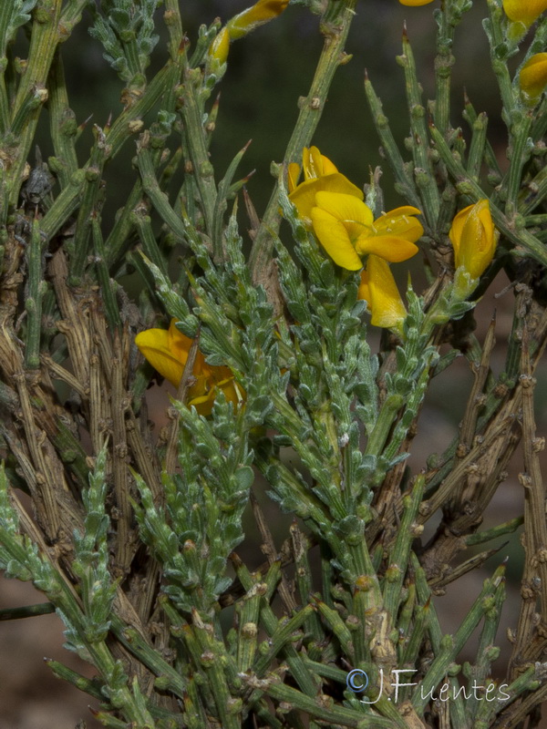 Genista pumila pumila.33