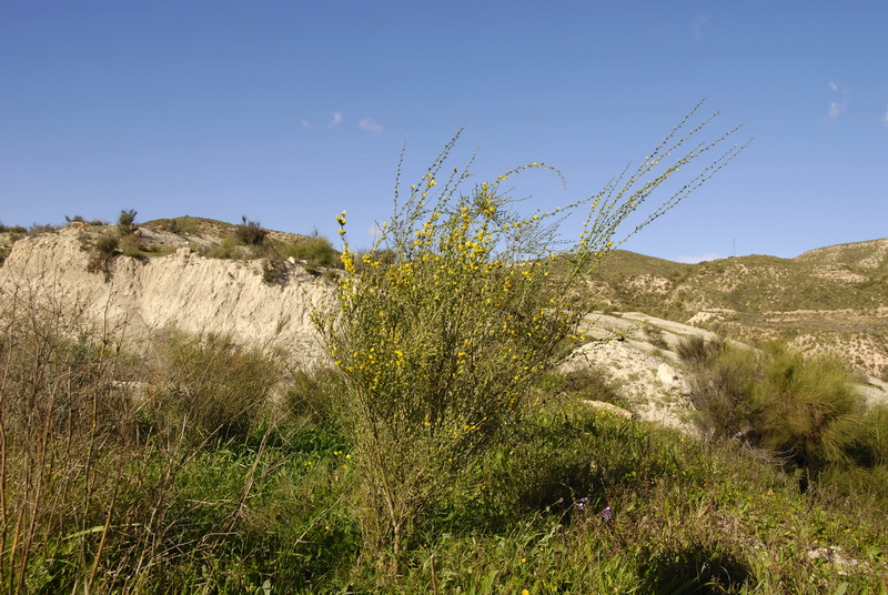 Genista ramosissima.01