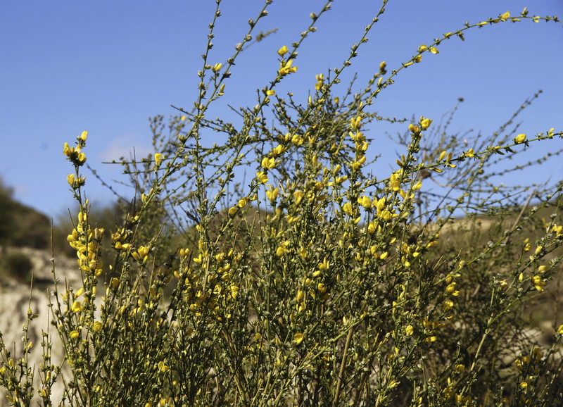 Genista ramosissima.02