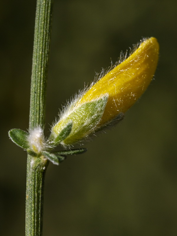 Genista ramosissima.05