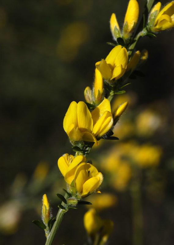 Genista ramosissima.06