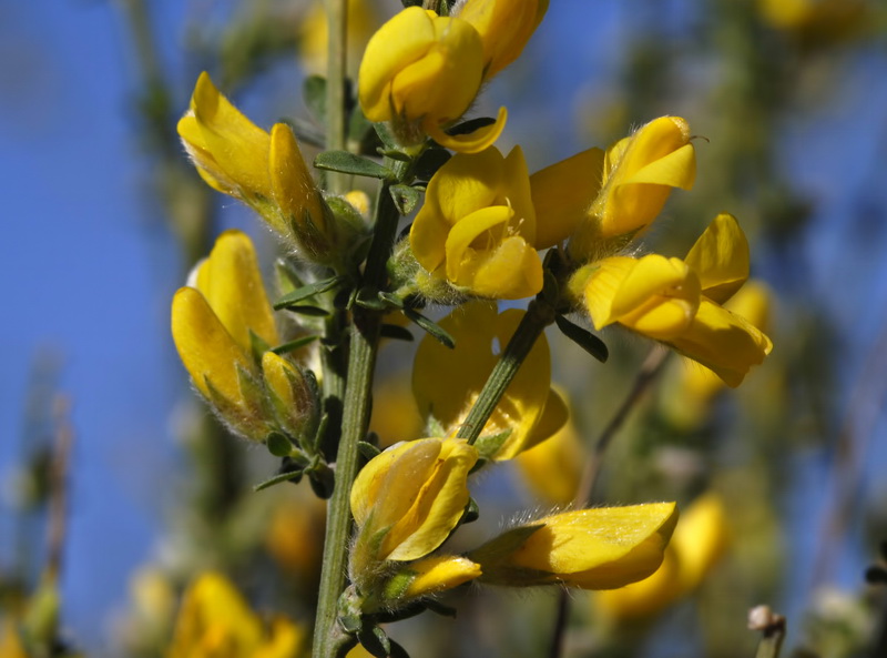 Genista ramosissima.07