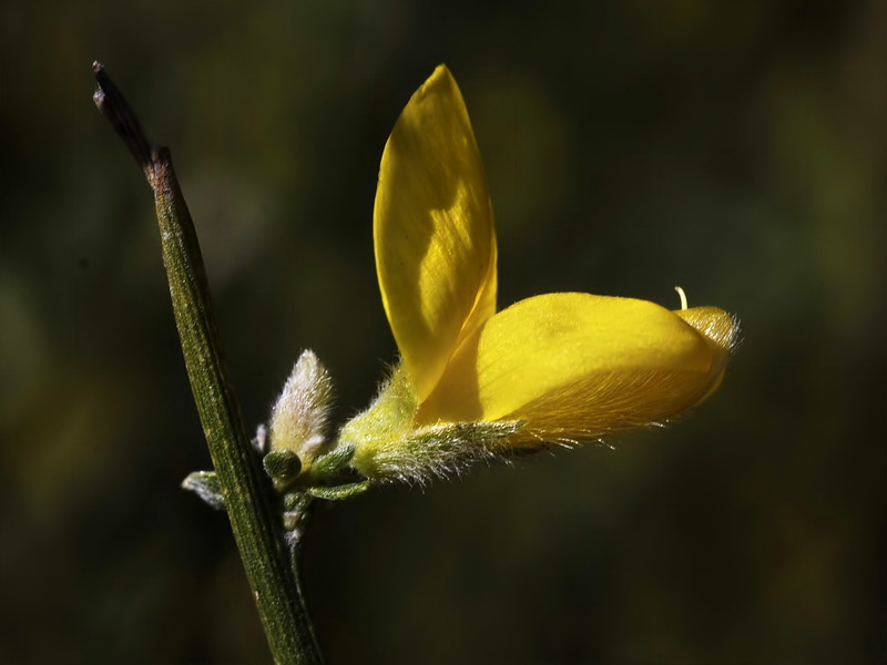 Genista ramosissima.11