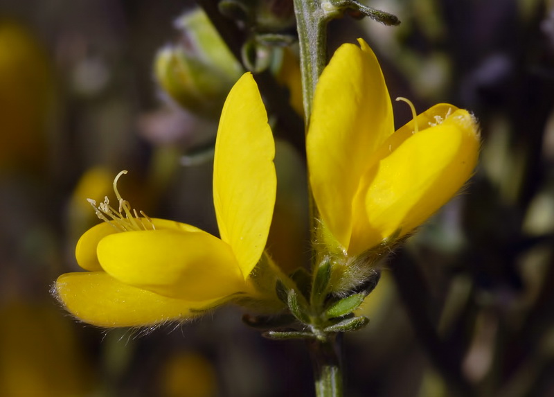 Genista ramosissima.12