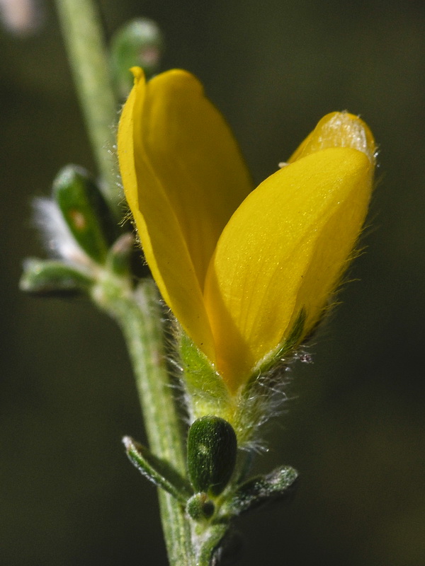 Genista ramosissima.13