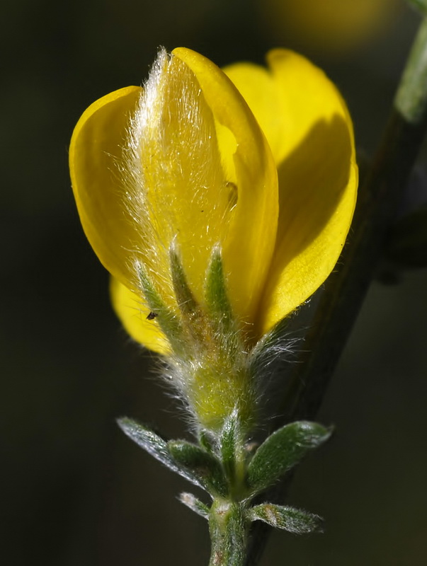 Genista ramosissima.14