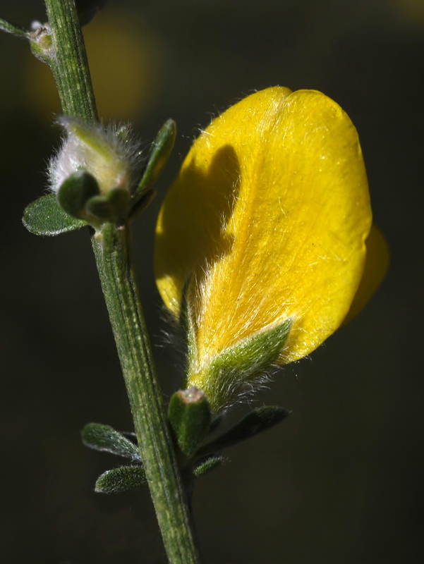 Genista ramosissima.15