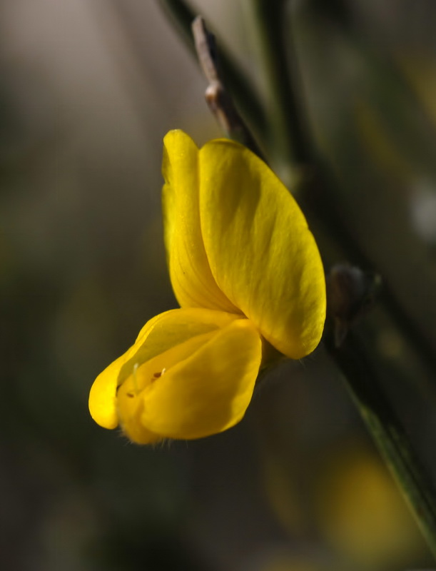 Genista ramosissima.16