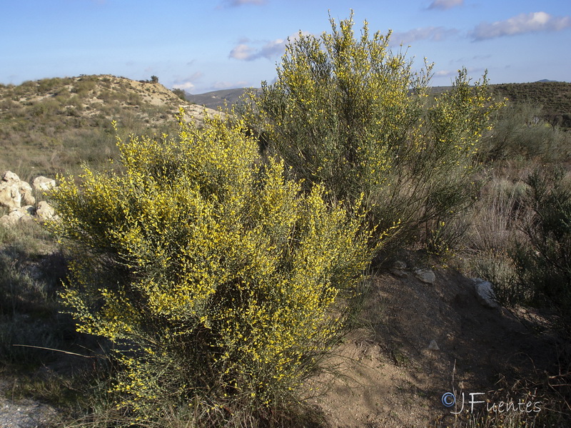 Genista ramosissima.17