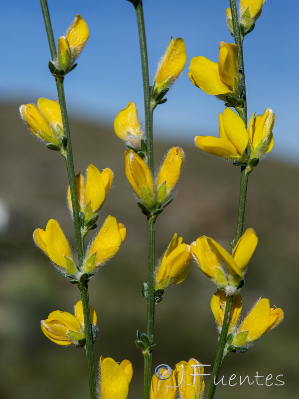 Genista ramosissima.21